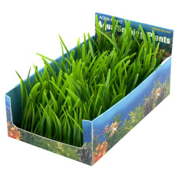 Penn-Plex - Hairgrass Bunch Plant Large 5 Pack
