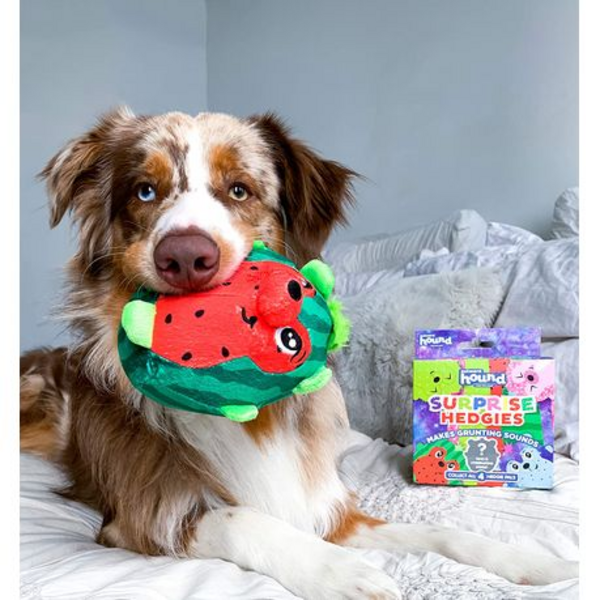 Outward Hound - Surprise Hedgies